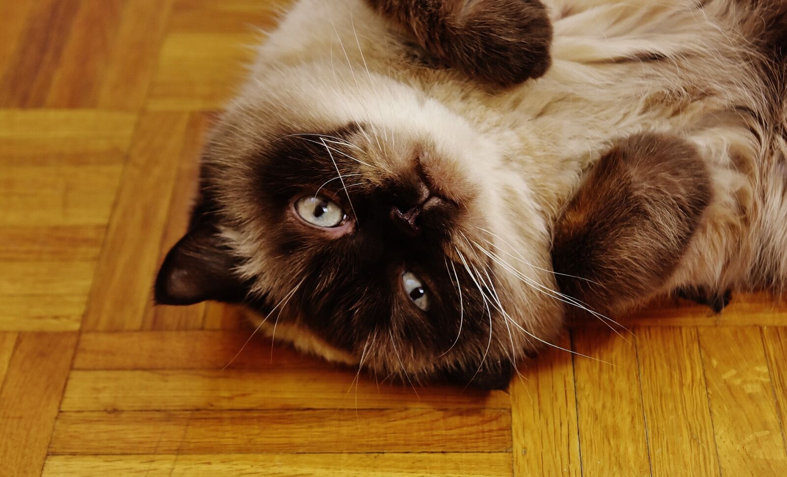 Nikon D7200 sample photo. British shorthair, cat, mieze photography