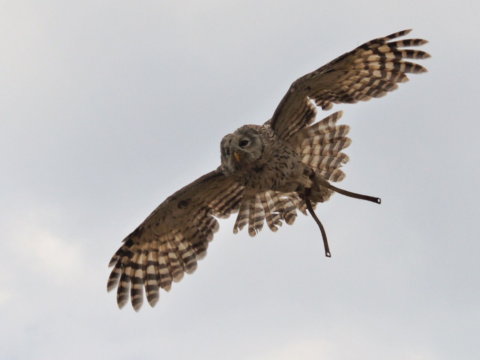 Olympus E-500 (EVOLT E-500) sample photo. Raptor in flight, span photography