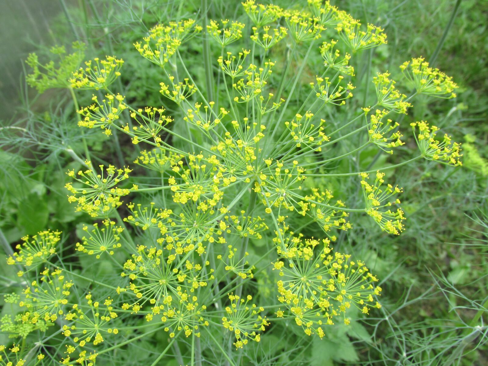 Canon PowerShot SX160 IS sample photo. Dill, green, garden photography