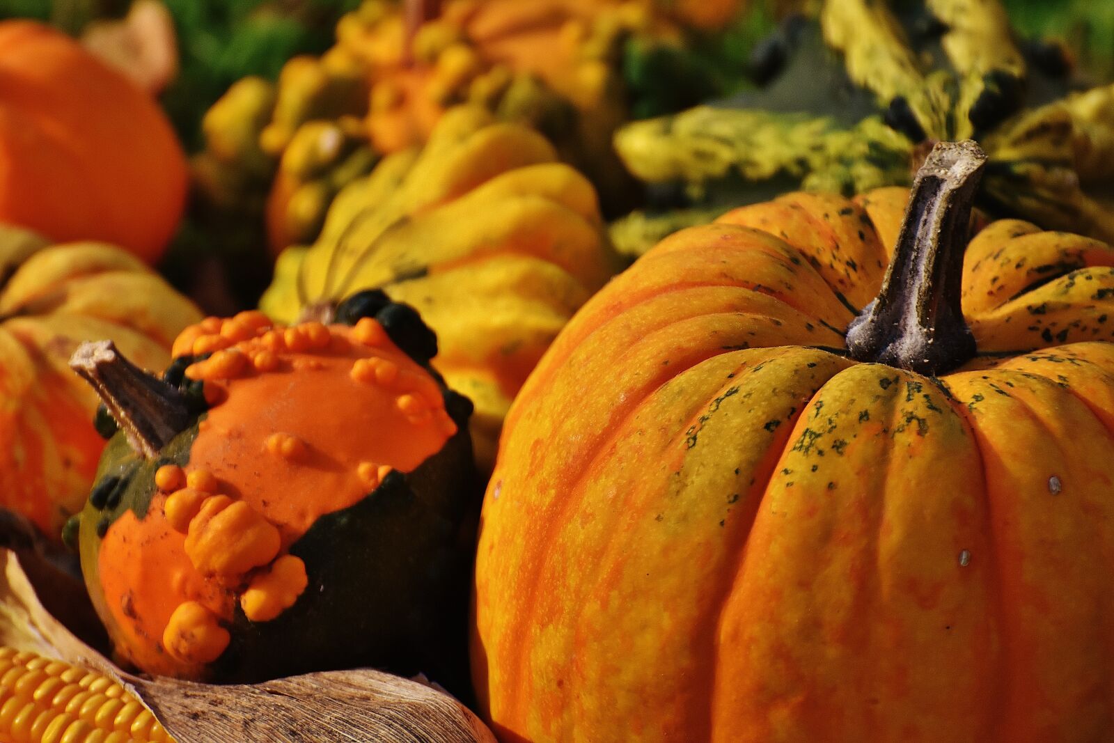 Nikon D7200 sample photo. Pumpkins, decorative squashes, nature photography