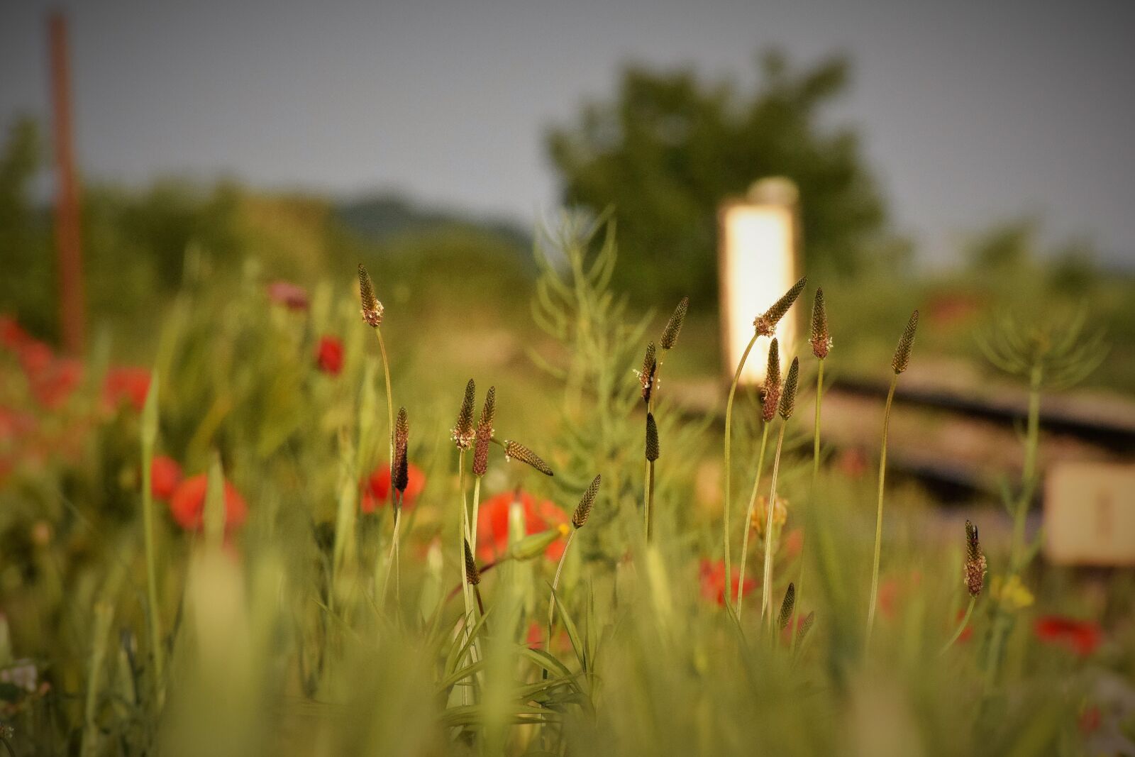 Nikon D3300 sample photo. May flowers, poppys, meadow photography