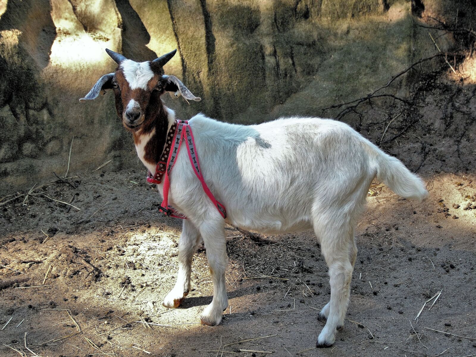 Sony SLT-A58 sample photo. Goat, small, mini photography