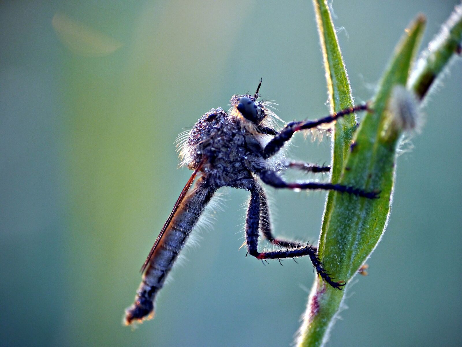 Panasonic Lumix DMC-G3 sample photo. Beetle, grass, macro photography