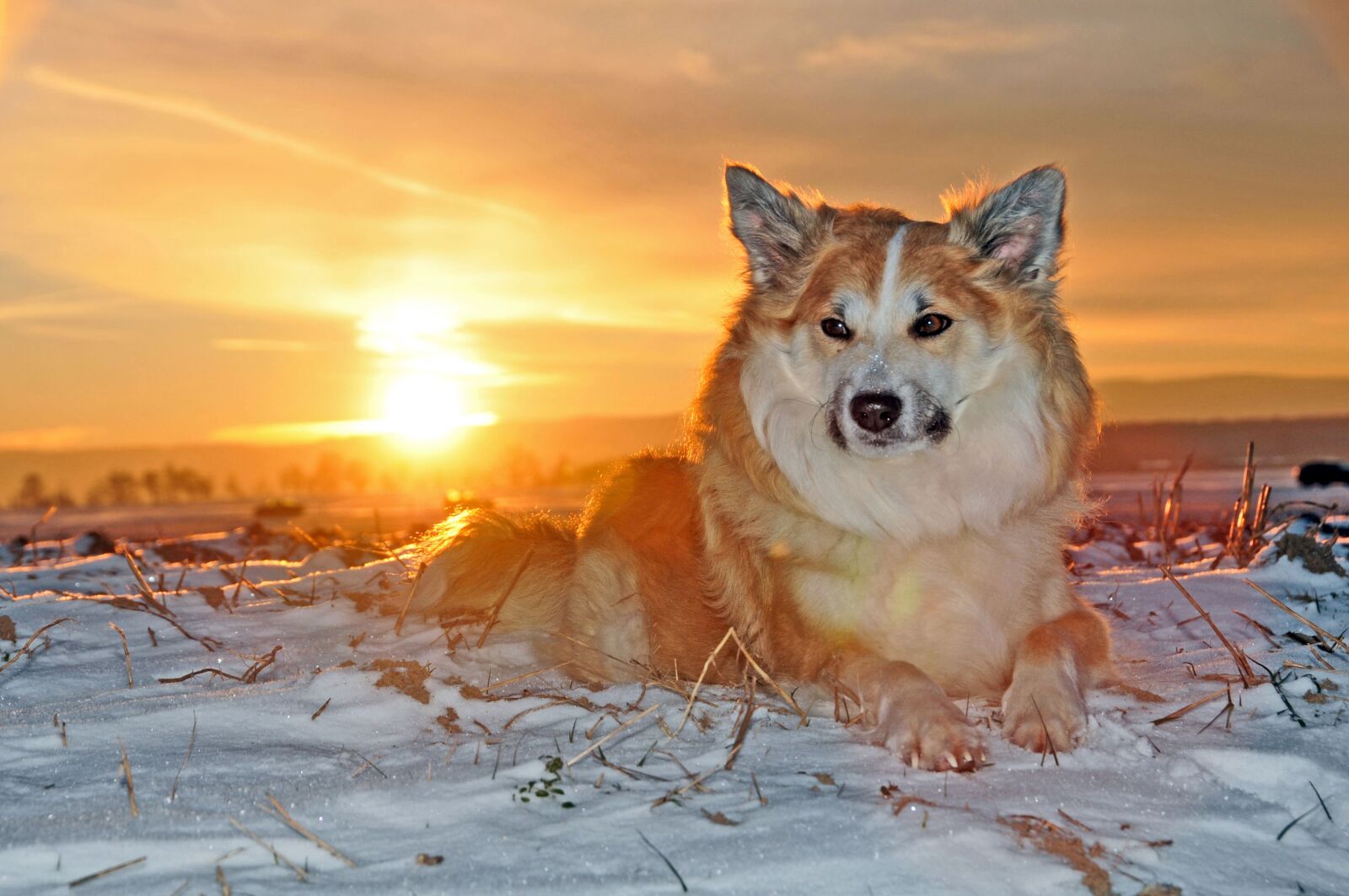 Nikon D300S sample photo. Iceland dog, dog, winter photography