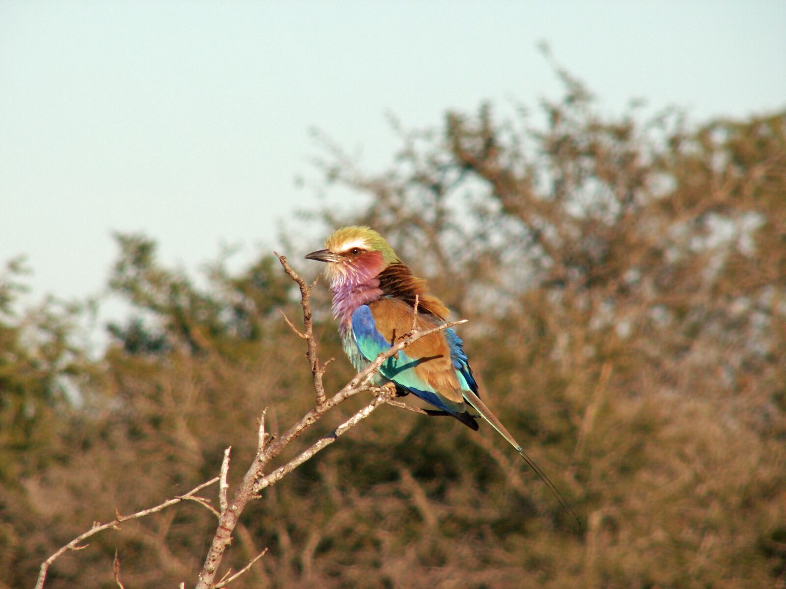 KONICA MINOLTA DiMAGE Z5 sample photo. Natural, bird, africa photography