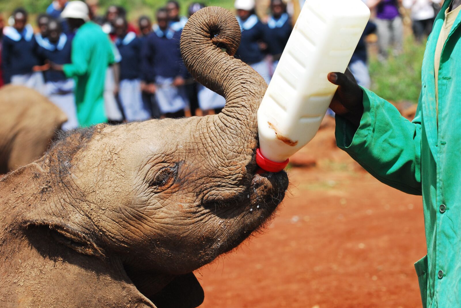 Nikon D200 sample photo. Elephants, bottle feeding, nairobi photography