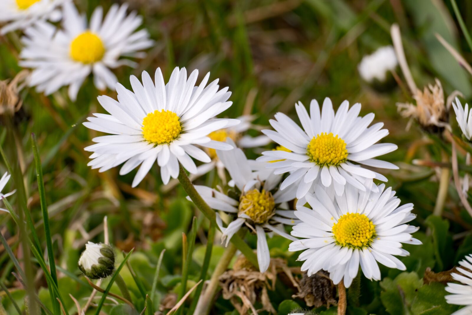 Fujifilm XF 55-200mm F3.5-4.8 R LM OIS sample photo. Flower, daisy, white photography