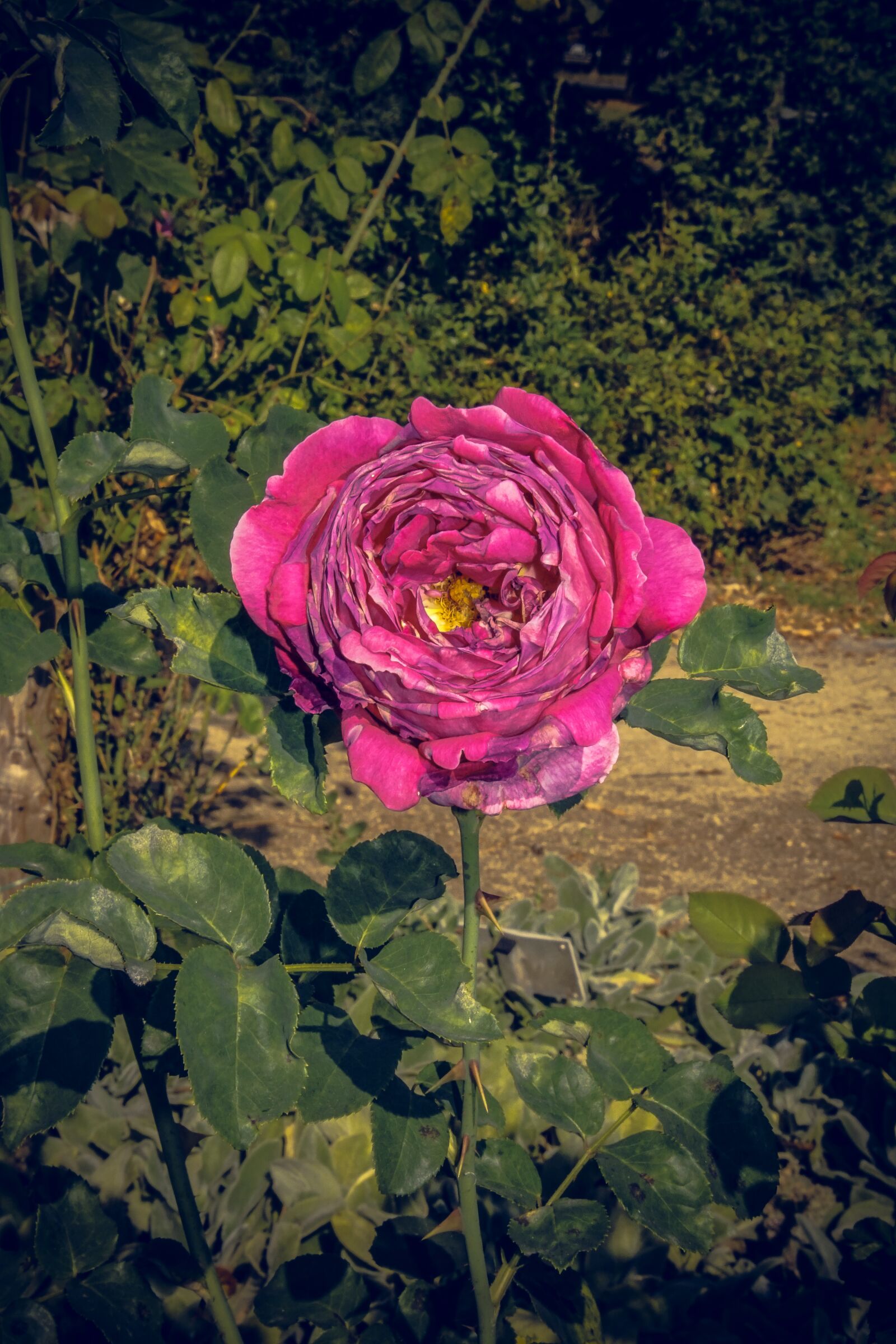 Sony ILCA-77M2 sample photo. Rose, blossom, bloom photography