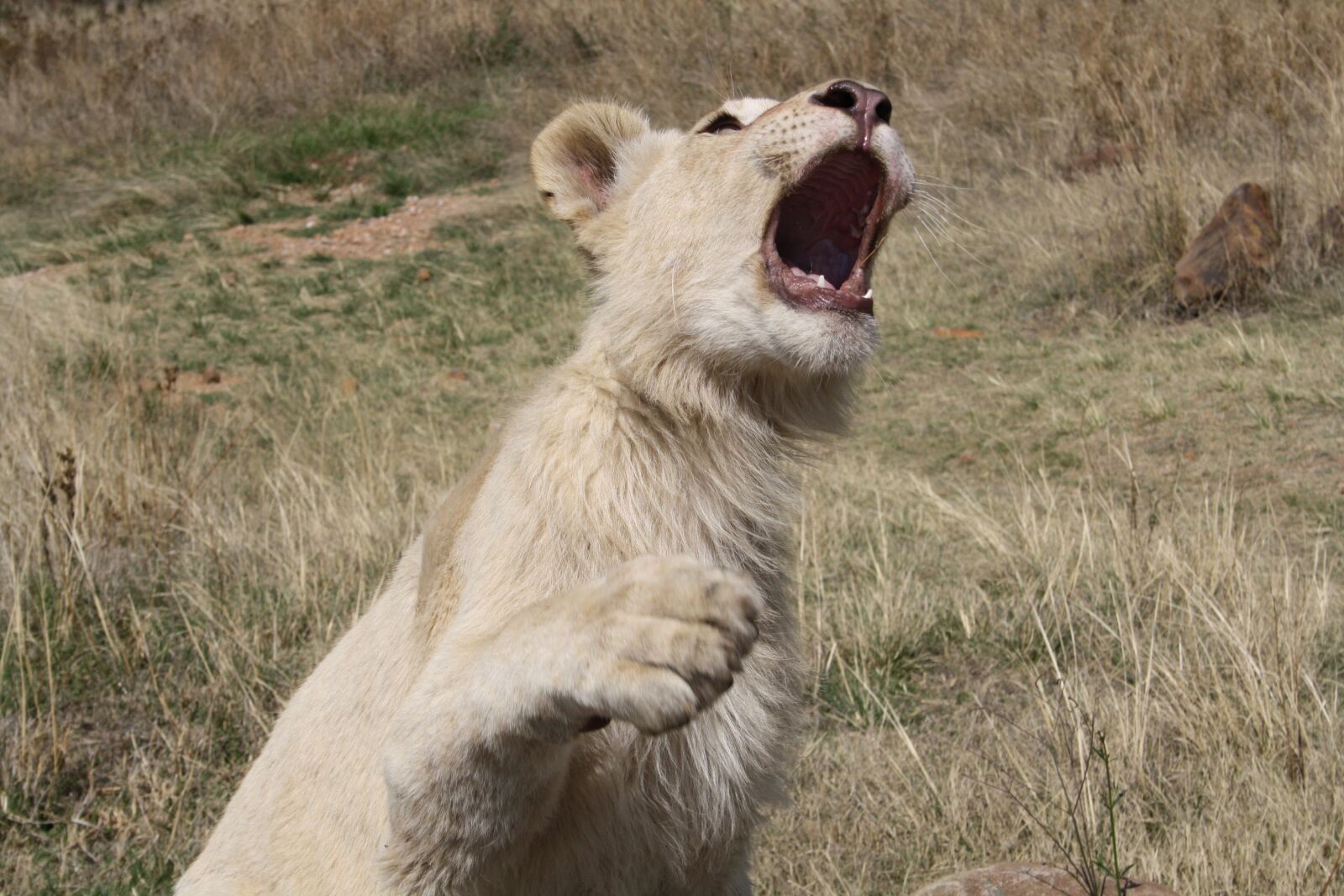 Canon EOS 1000D (EOS Digital Rebel XS / EOS Kiss F) sample photo. Lion, south africa, nature photography