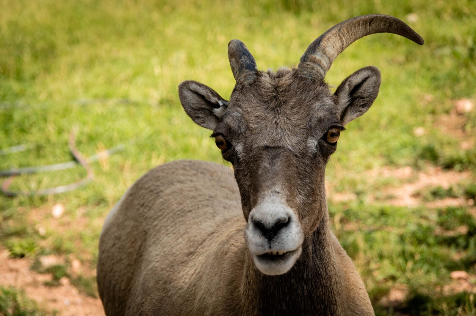 Nikon D3200 sample photo. Ram, goat, animal photography
