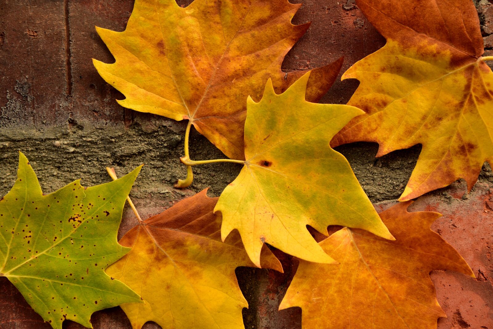 Nikon D750 sample photo. Autumn, leaves, maple leaves photography