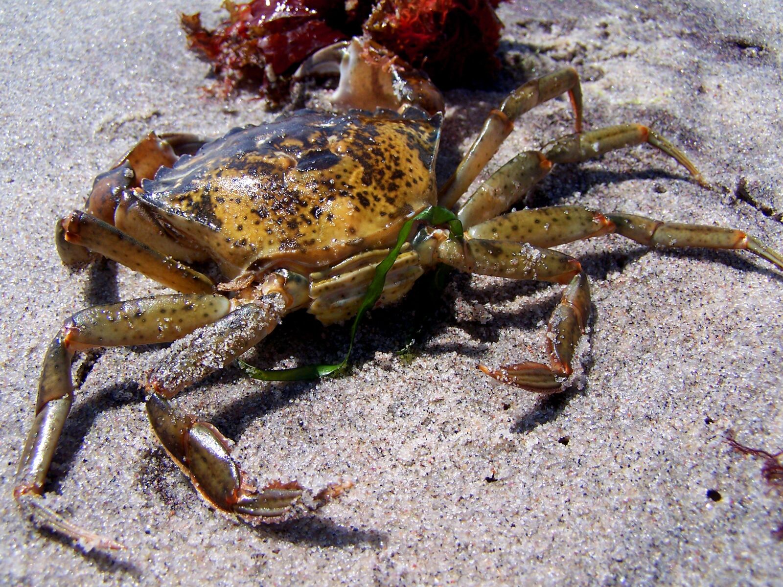 Kodak DX7590 ZOOM DIGITAL CAMERA sample photo. Cancer, crab, baltic sea photography