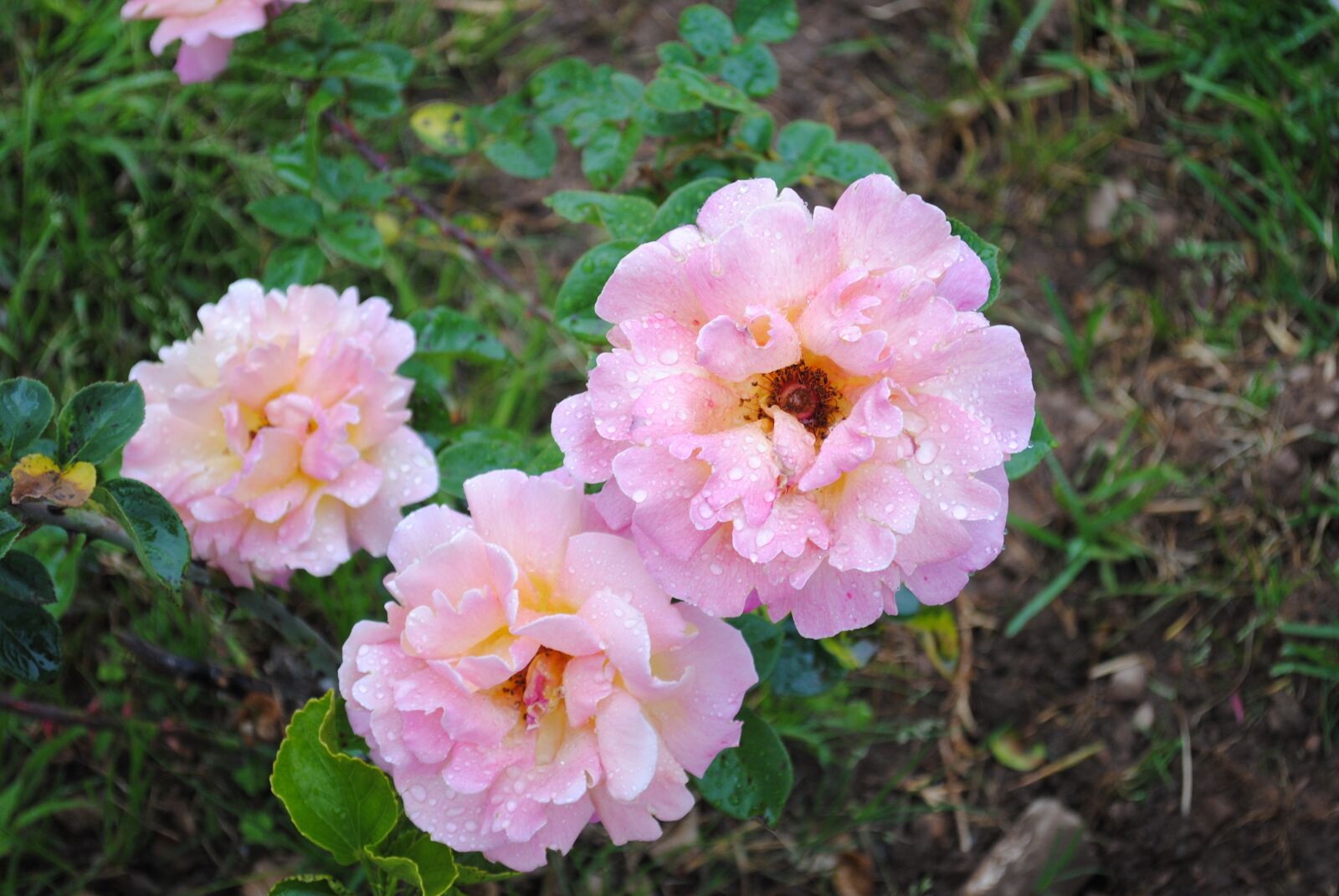 Nikon D3000 sample photo. Flower, nature, garden photography
