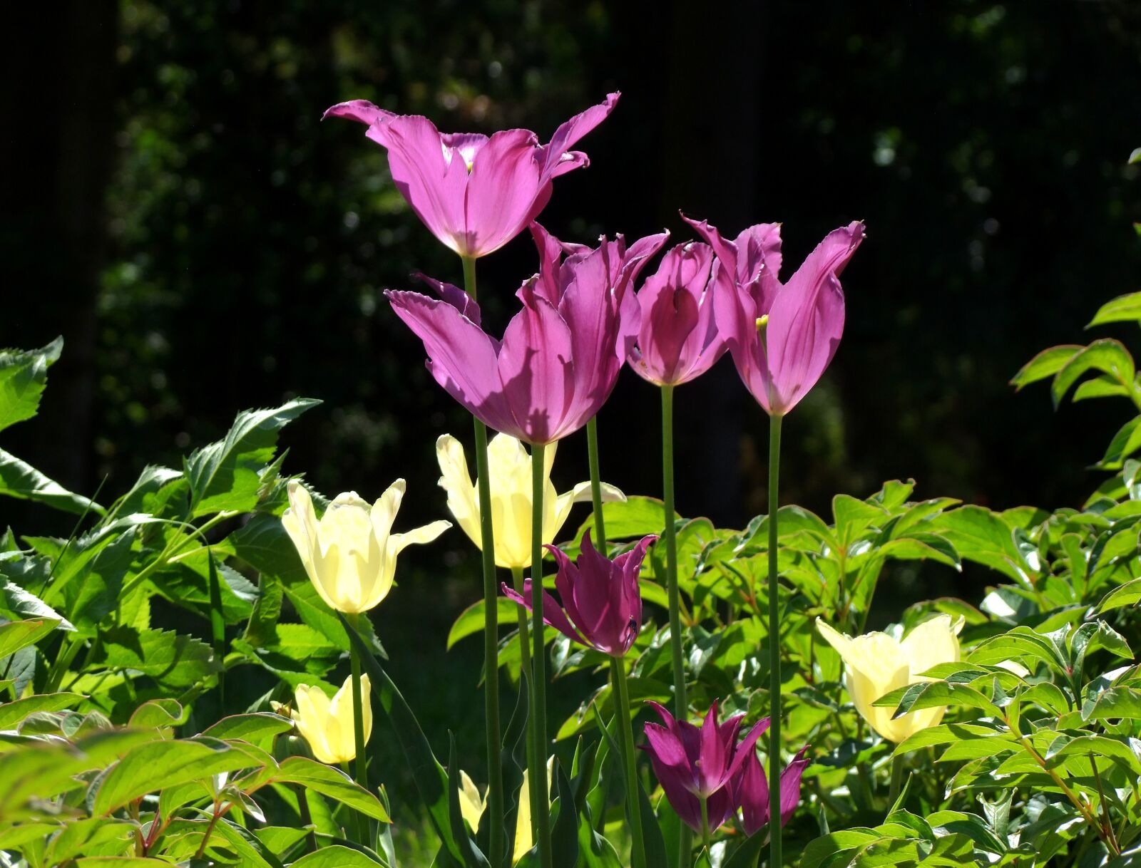 Fujifilm FinePix S100fs sample photo. Tulips, flowers, light photography