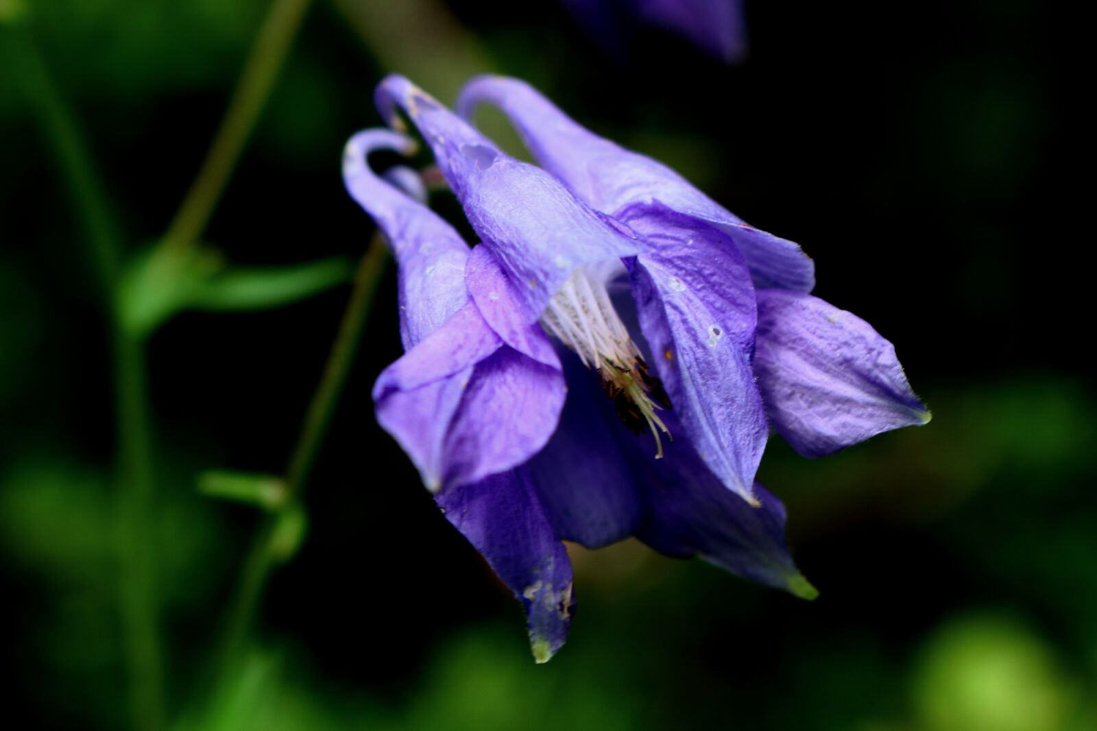 Canon EOS 100D (EOS Rebel SL1 / EOS Kiss X7) sample photo. Flower, summer, nature photography