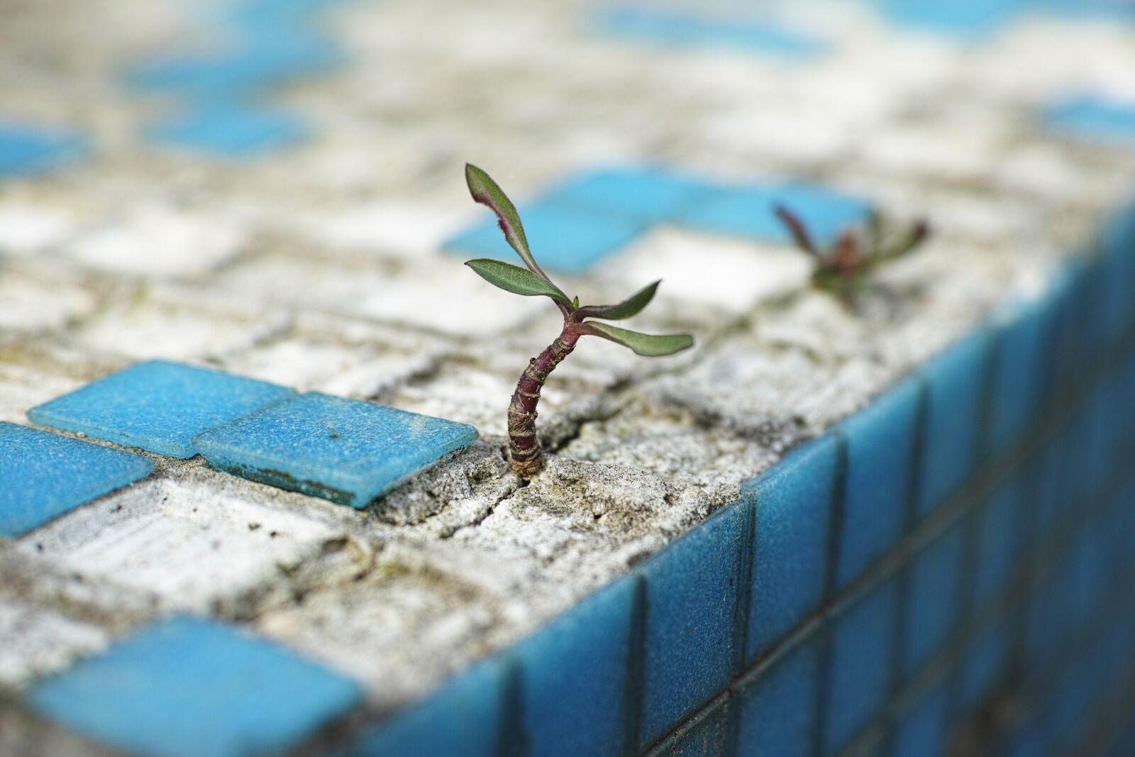 Sigma DP3 Merrill sample photo. Plant, live, flower photography