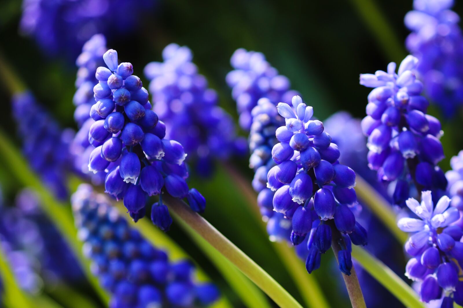 Canon EOS 200D (EOS Rebel SL2 / EOS Kiss X9) sample photo. Grape hyacinth, hyacinth, spring photography
