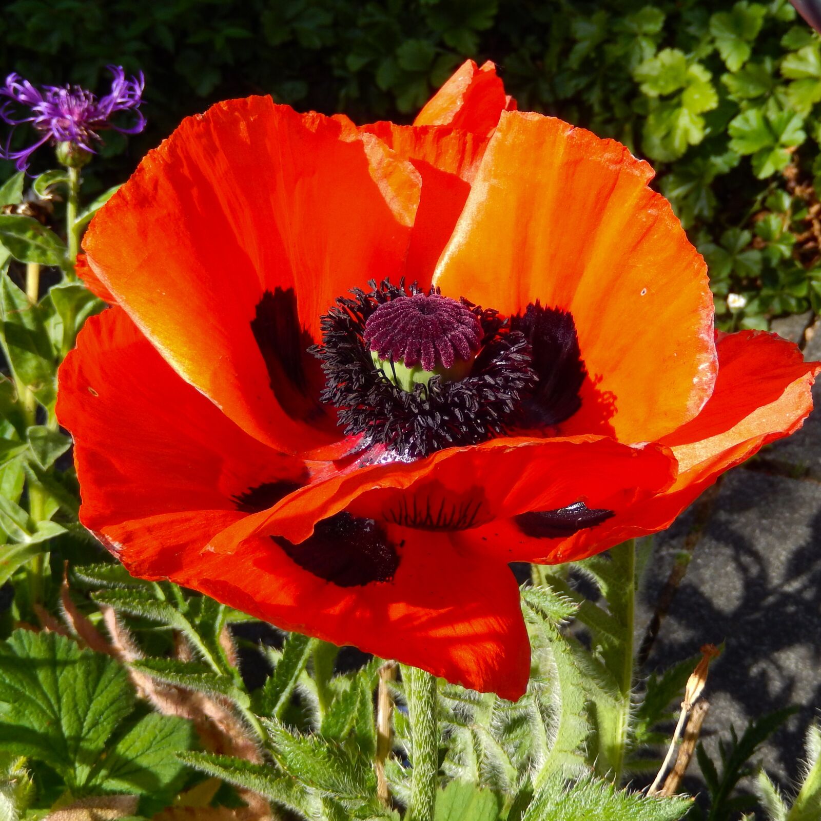 Nikon Coolpix S9500 sample photo. Klatschmohn, papaver rhoeas, plant photography