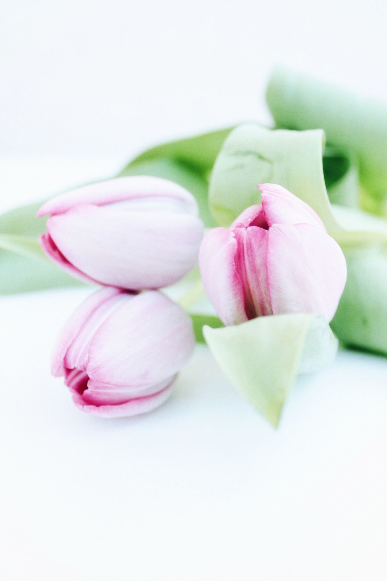 Canon EOS 1100D (EOS Rebel T3 / EOS Kiss X50) sample photo. Mother's day, tulips, flowers photography