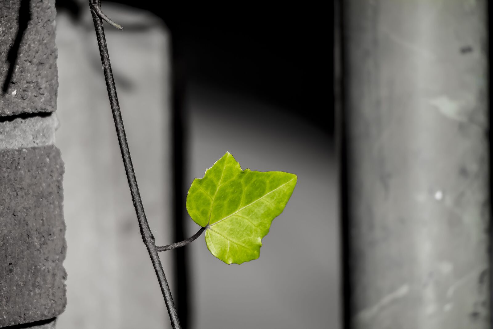 Canon EOS M sample photo. Leaf, green, nature photography