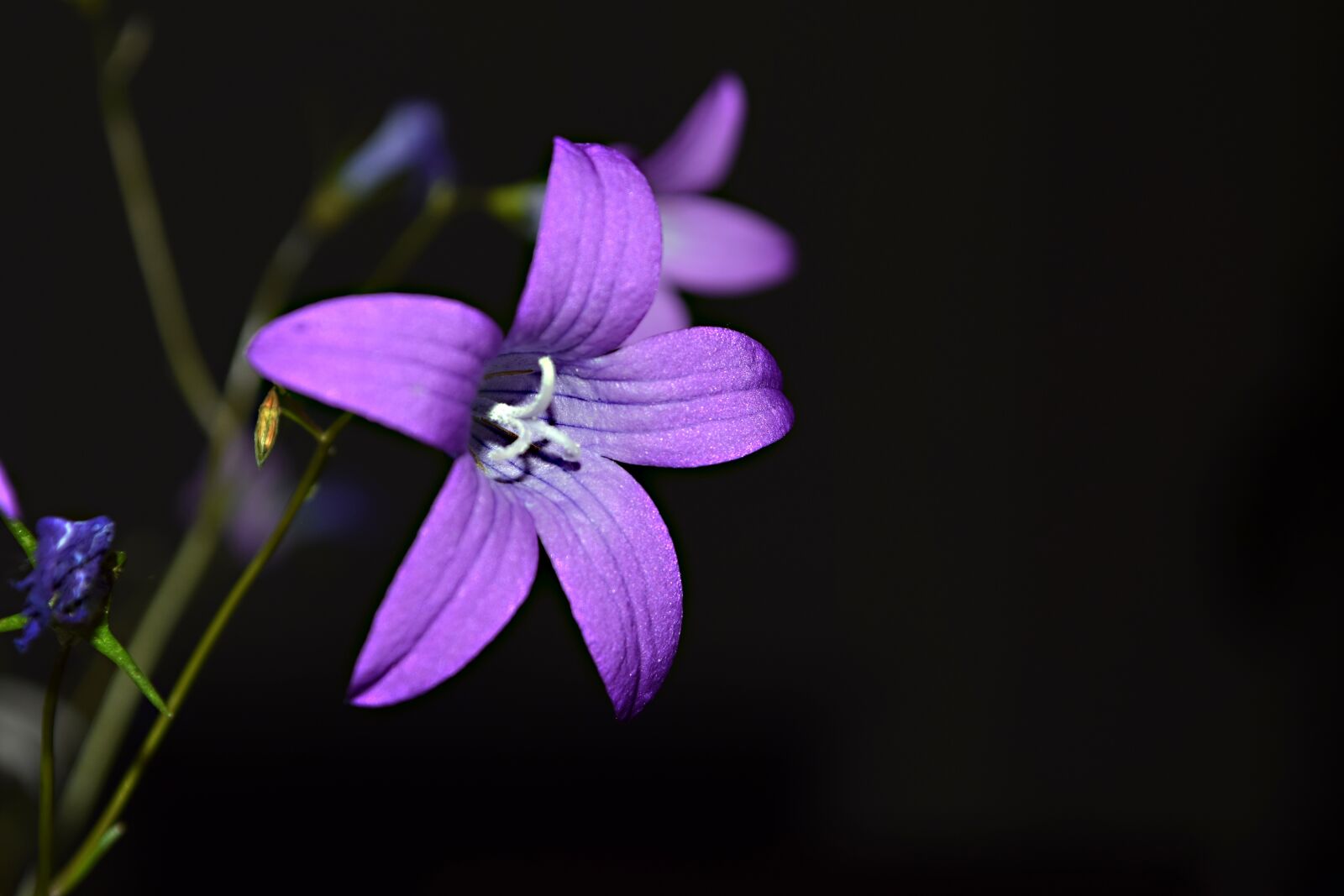 Nikon D5300 sample photo. Field bloom, the bell photography