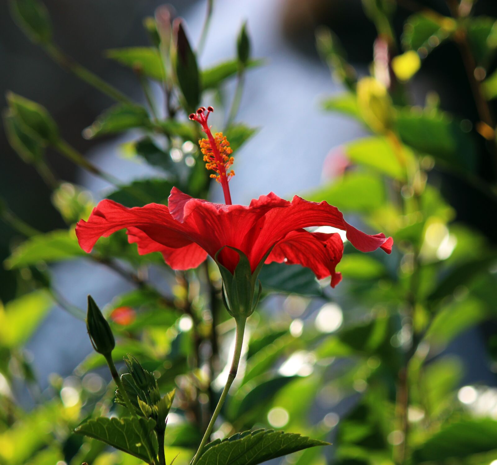 Canon EOS 100D (EOS Rebel SL1 / EOS Kiss X7) + Canon EF-S 55-250mm F4-5.6 IS II sample photo. Flower, hibiscus, tropical photography