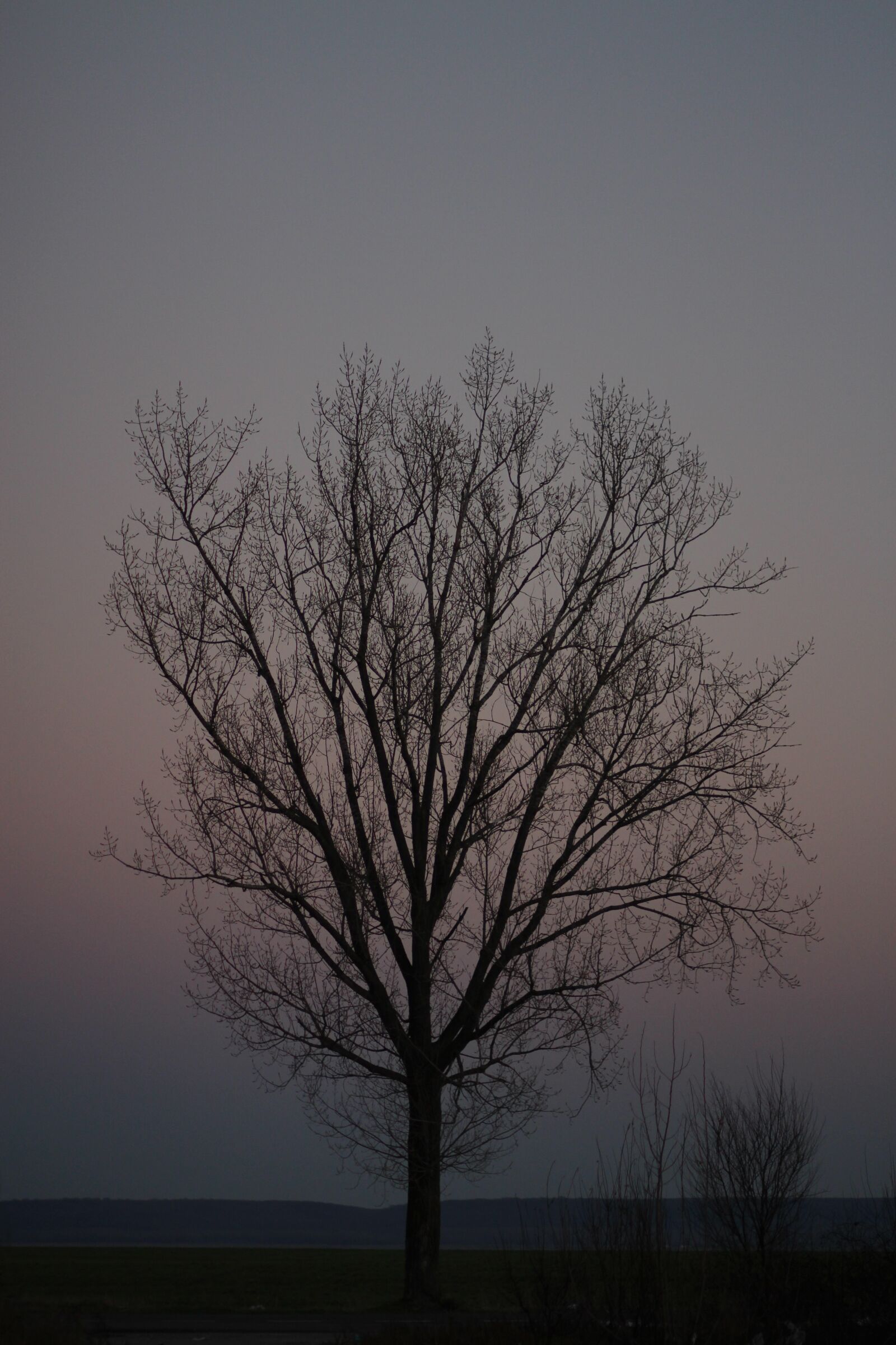 Canon EOS 700D (EOS Rebel T5i / EOS Kiss X7i) + Canon EF 85mm F1.8 USM sample photo. Tree, in the evening photography