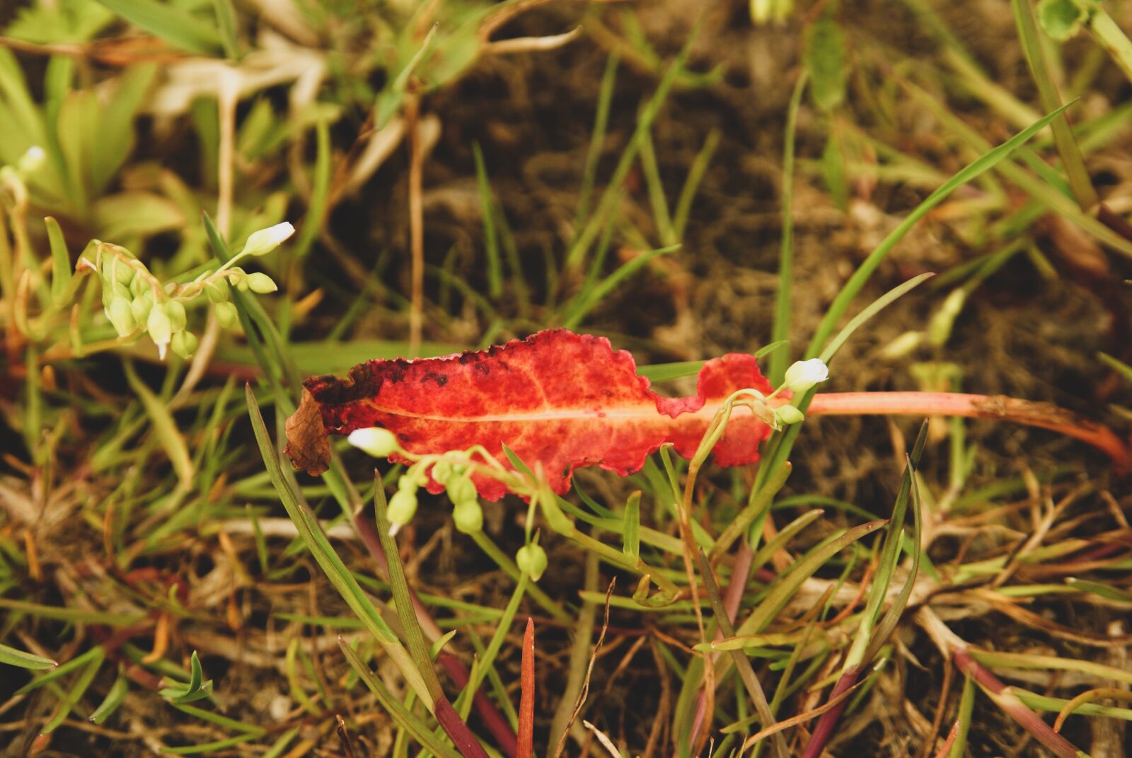 Sony Alpha DSLR-A200 sample photo. Red leaf, weed, garden photography