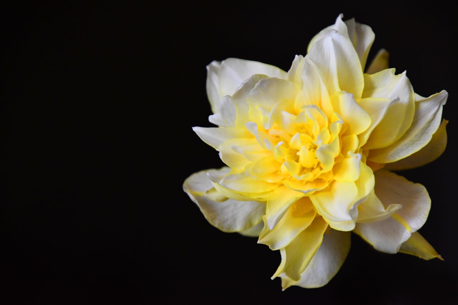 Nikon D7500 sample photo. Daffodil, yellow, flower photography