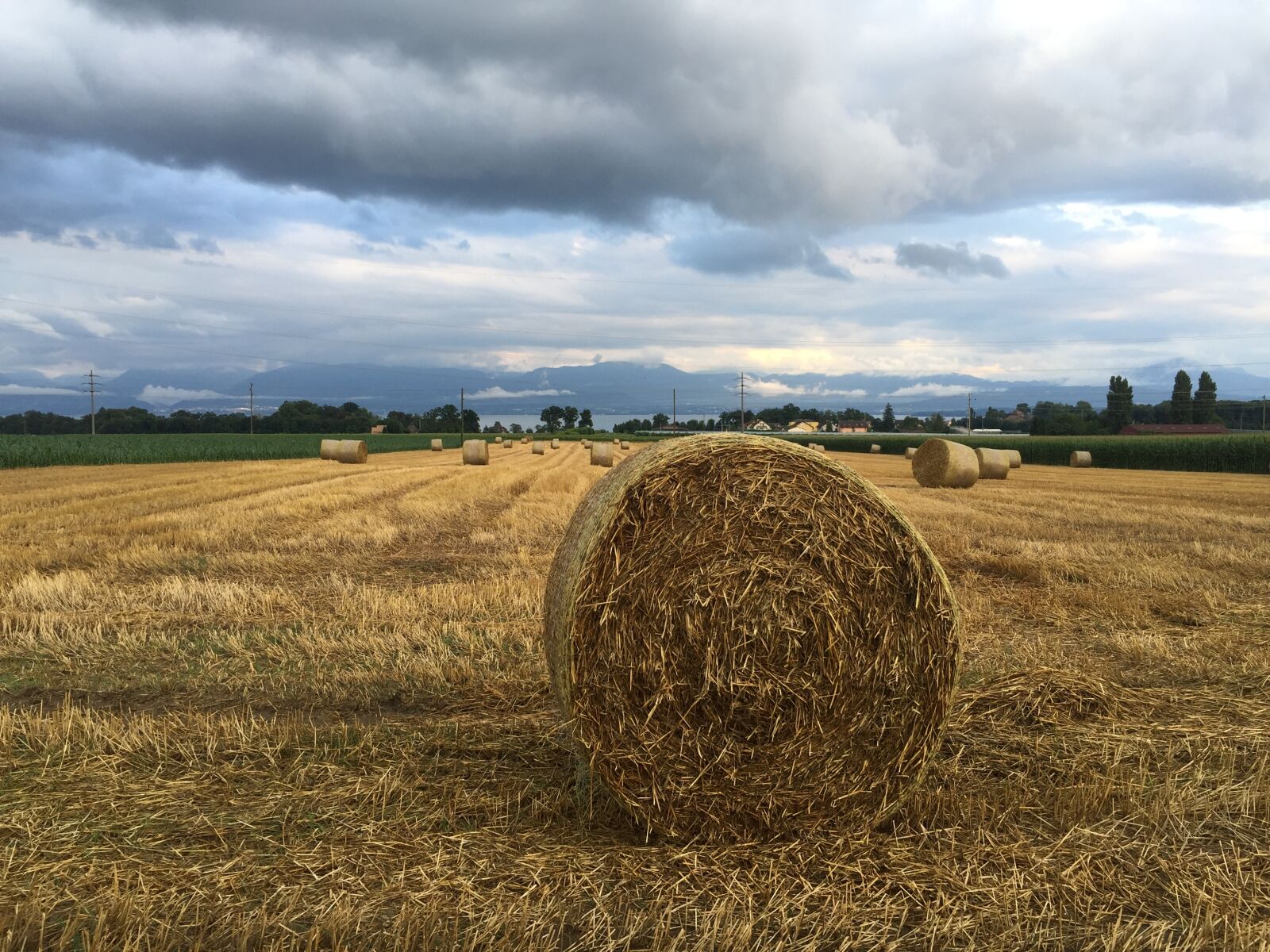 iPhone 6 Plus back camera 4.15mm f/2.2 sample photo. Rolle, wheat, rural photography