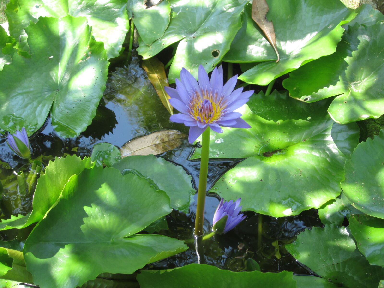Canon PowerShot ELPH 100 HS (IXUS 115 HS / IXY 210F) sample photo. Shadow, flower, leaf photography
