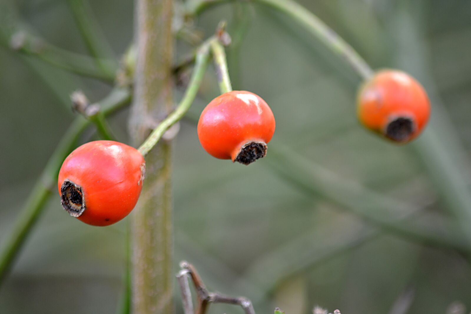 Nikon D5200 sample photo. Plants, nature, red balls photography
