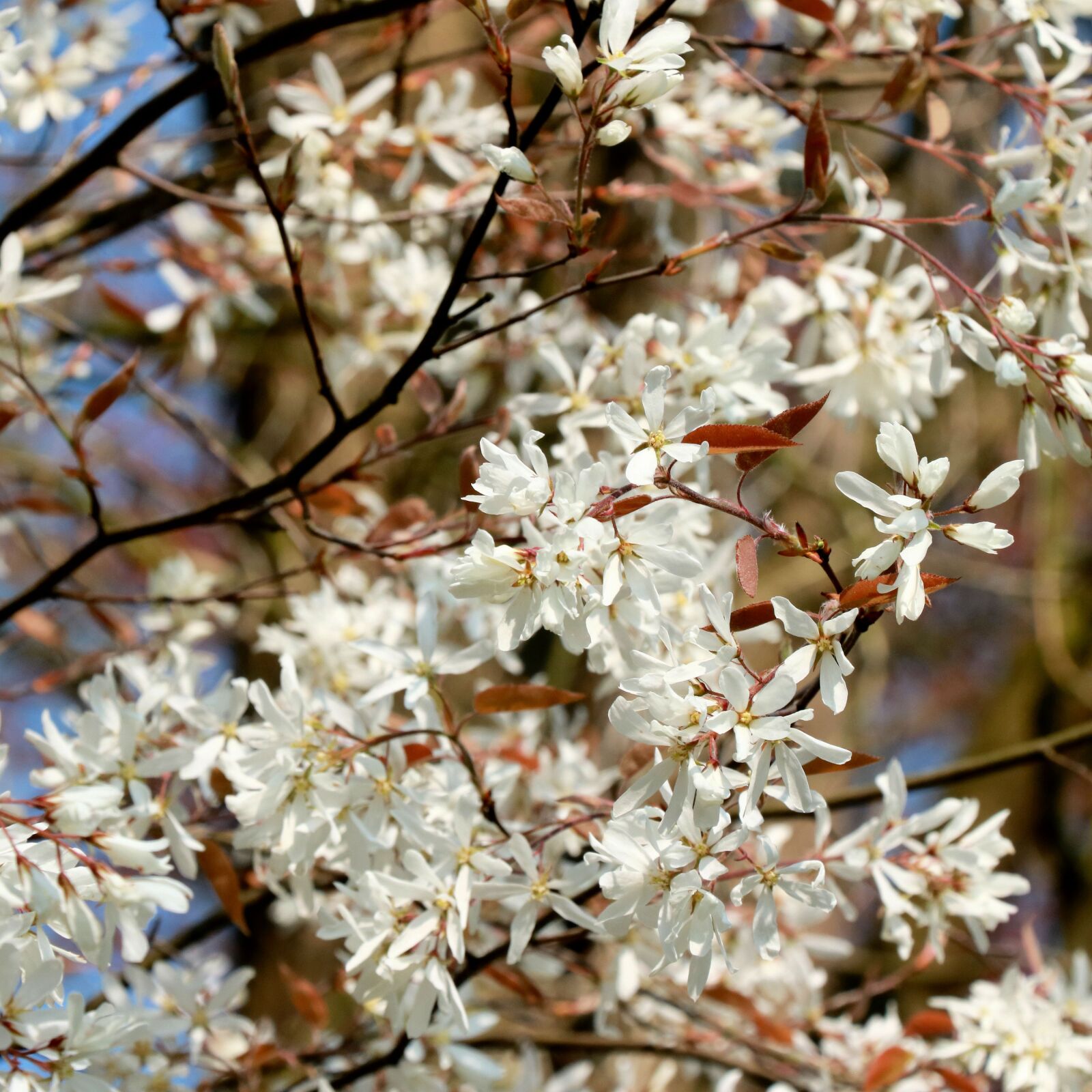 Canon EOS 750D (EOS Rebel T6i / EOS Kiss X8i) sample photo. Pink, spring, flowers photography