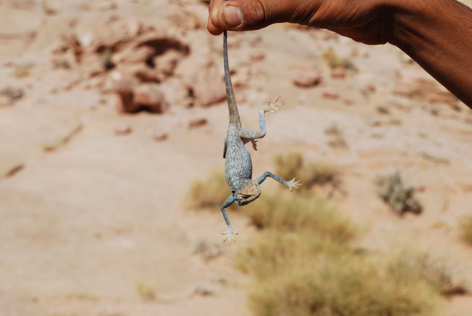 Nikon D60 sample photo. Travel, jordan, gekko photography