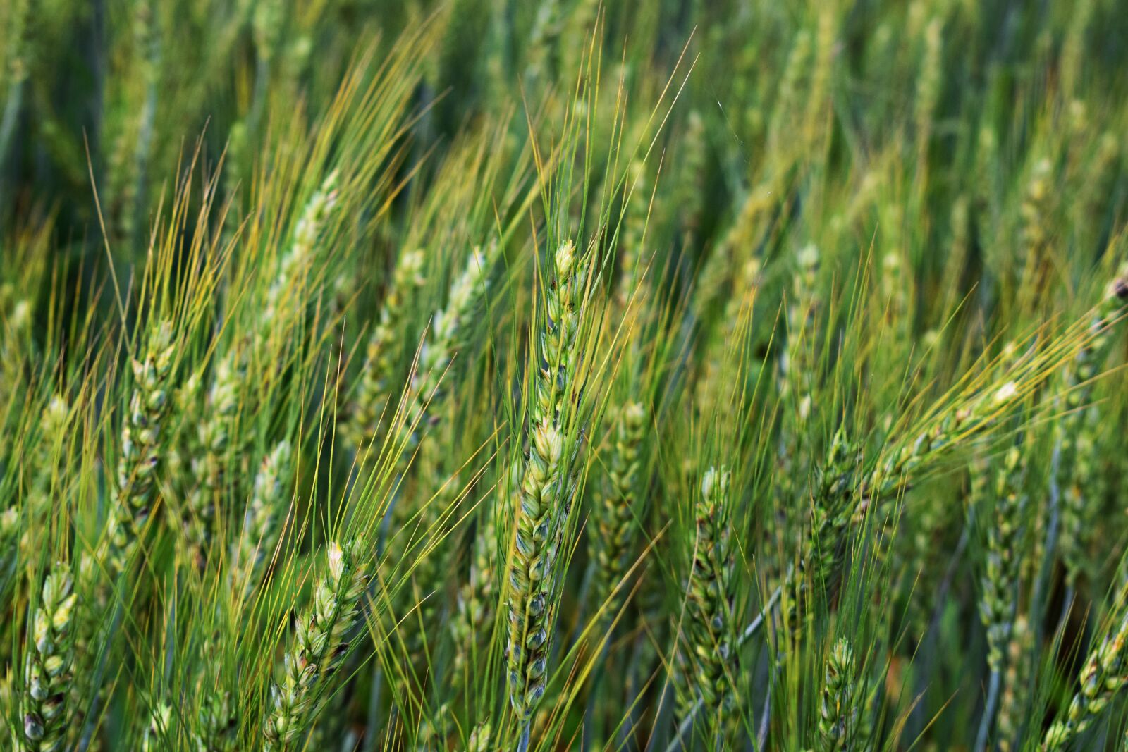 Nikon D3300 sample photo. Wheat, field, agriculture photography