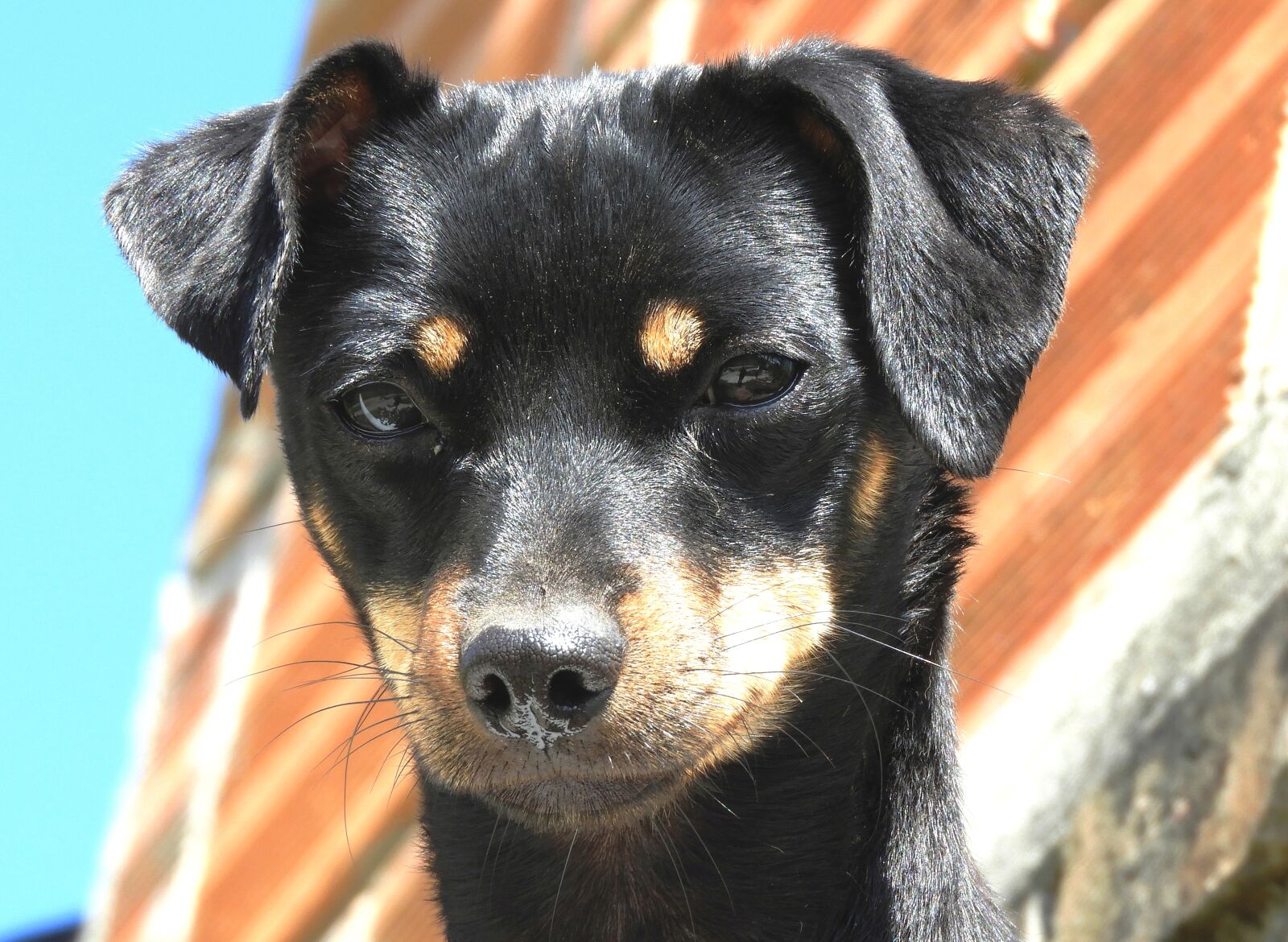 Nikon Coolpix B700 sample photo. Nature, animal, dog photography