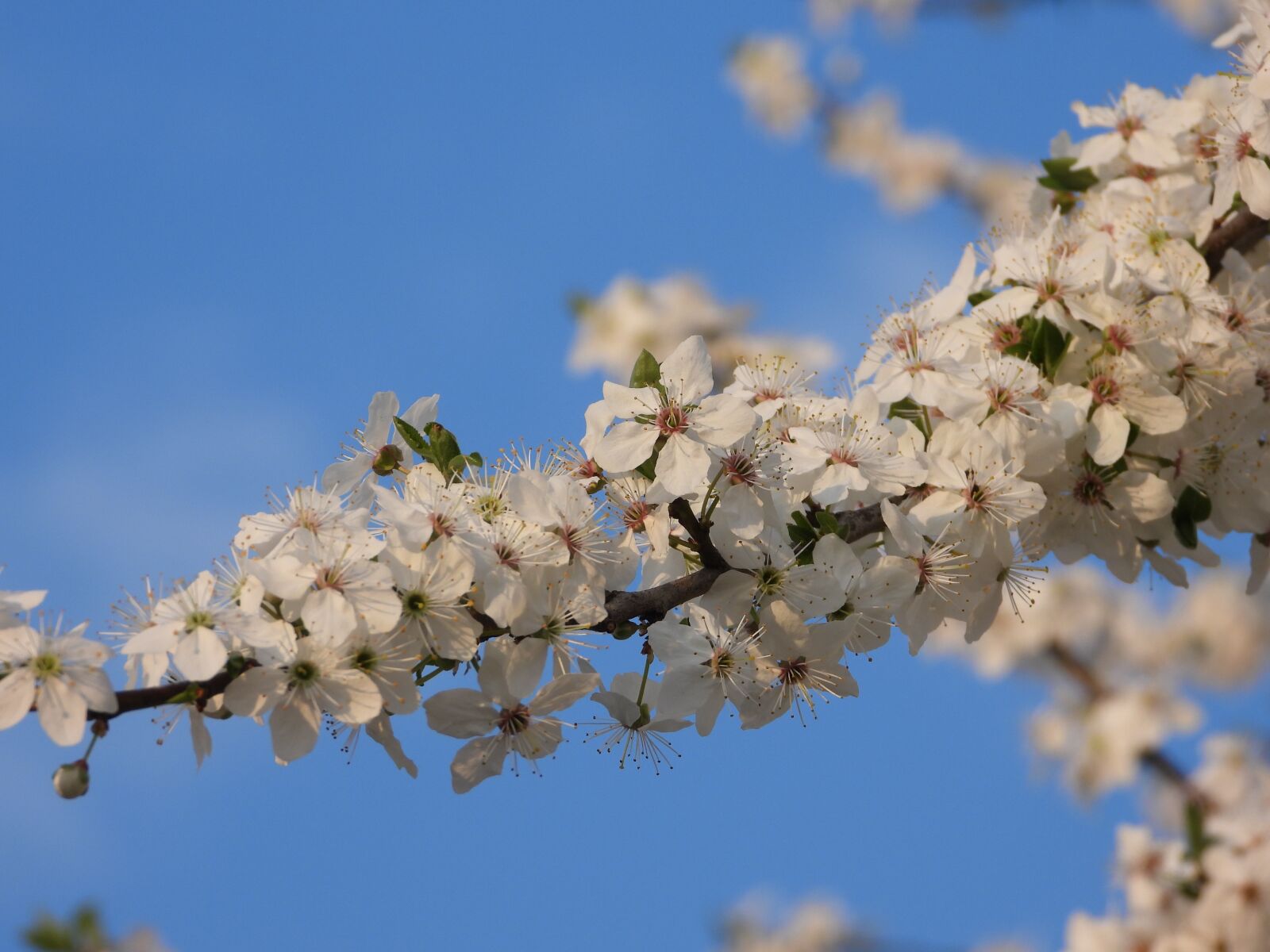 Nikon Coolpix P1000 sample photo. Spring, flowers, plum photography