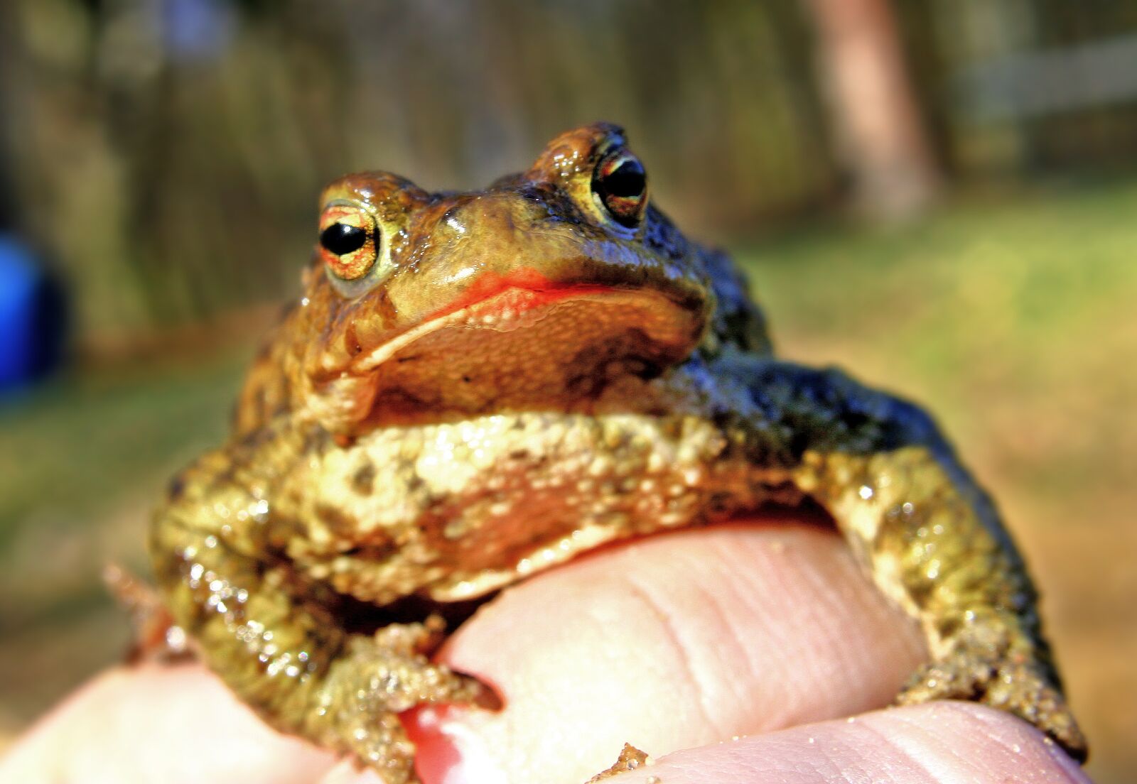 Canon EOS 20D sample photo. Animal, animals, amphibian photography