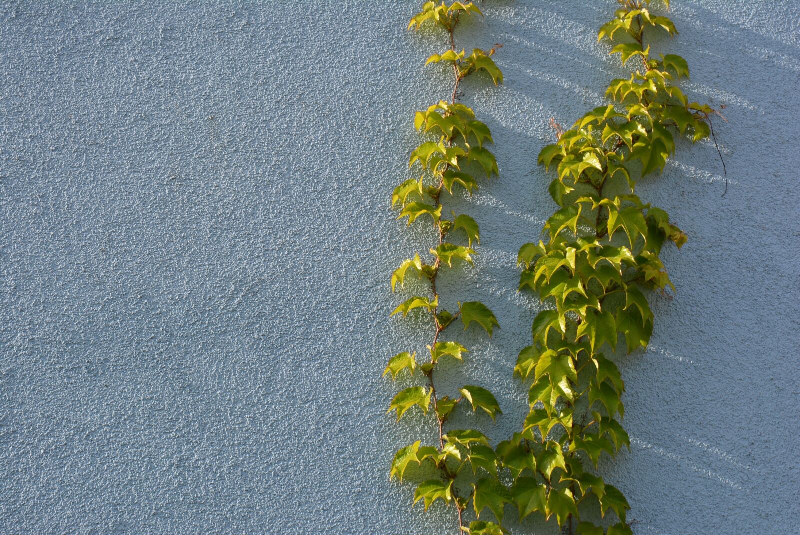 Nikon D5200 sample photo. Blue, green, wall photography
