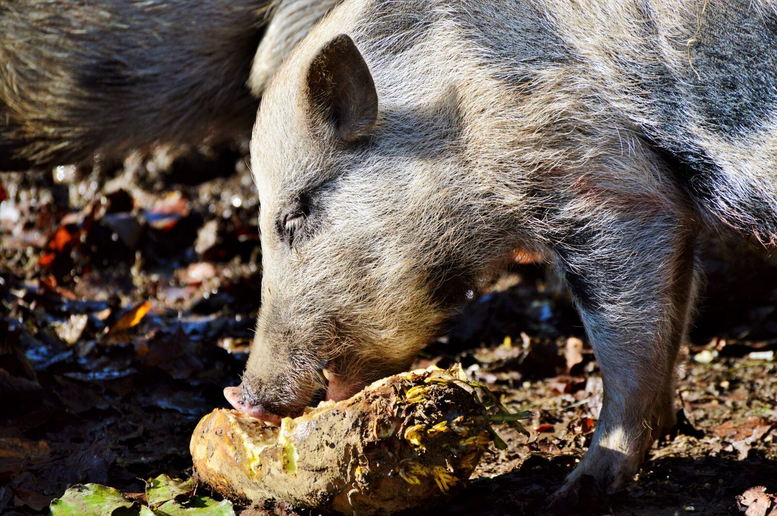 Nikon D3200 sample photo. Pot bellied pig, pig photography