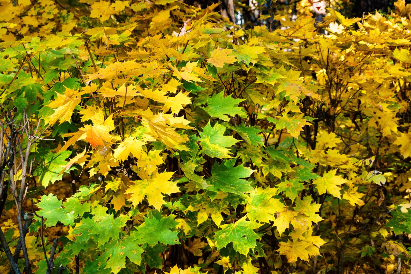 Sony a6300 sample photo. Autumn, maple, foliage photography