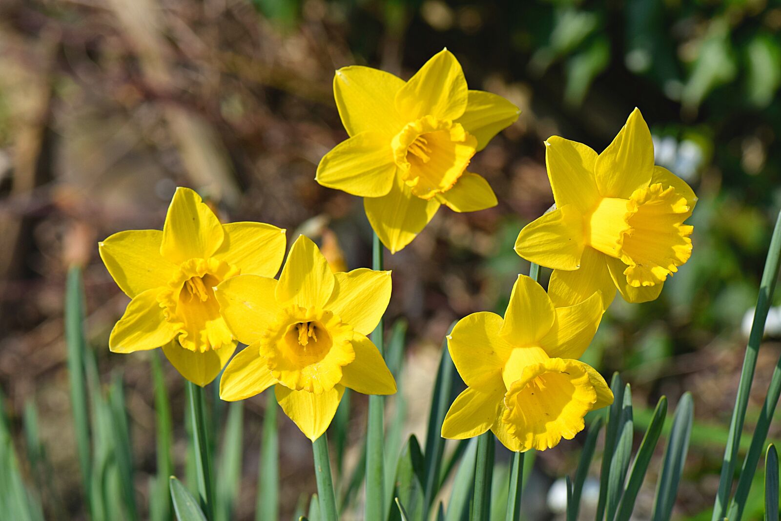 Nikon D5300 sample photo. Daffodil, flowers, spring photography