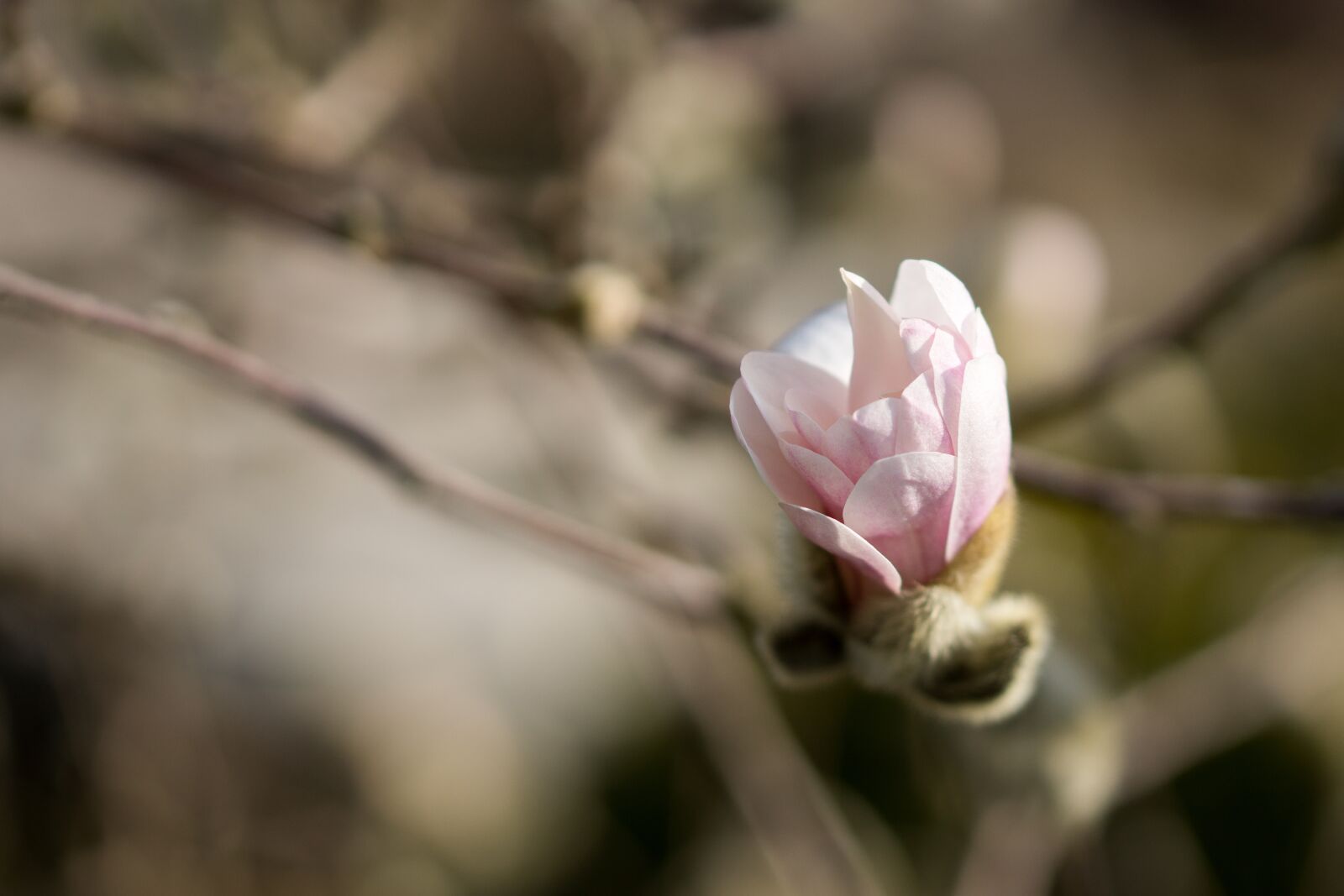 Sony SLT-A65 (SLT-A65V) + 105mm F2.8 sample photo. Magnolia, flowers, flower photography