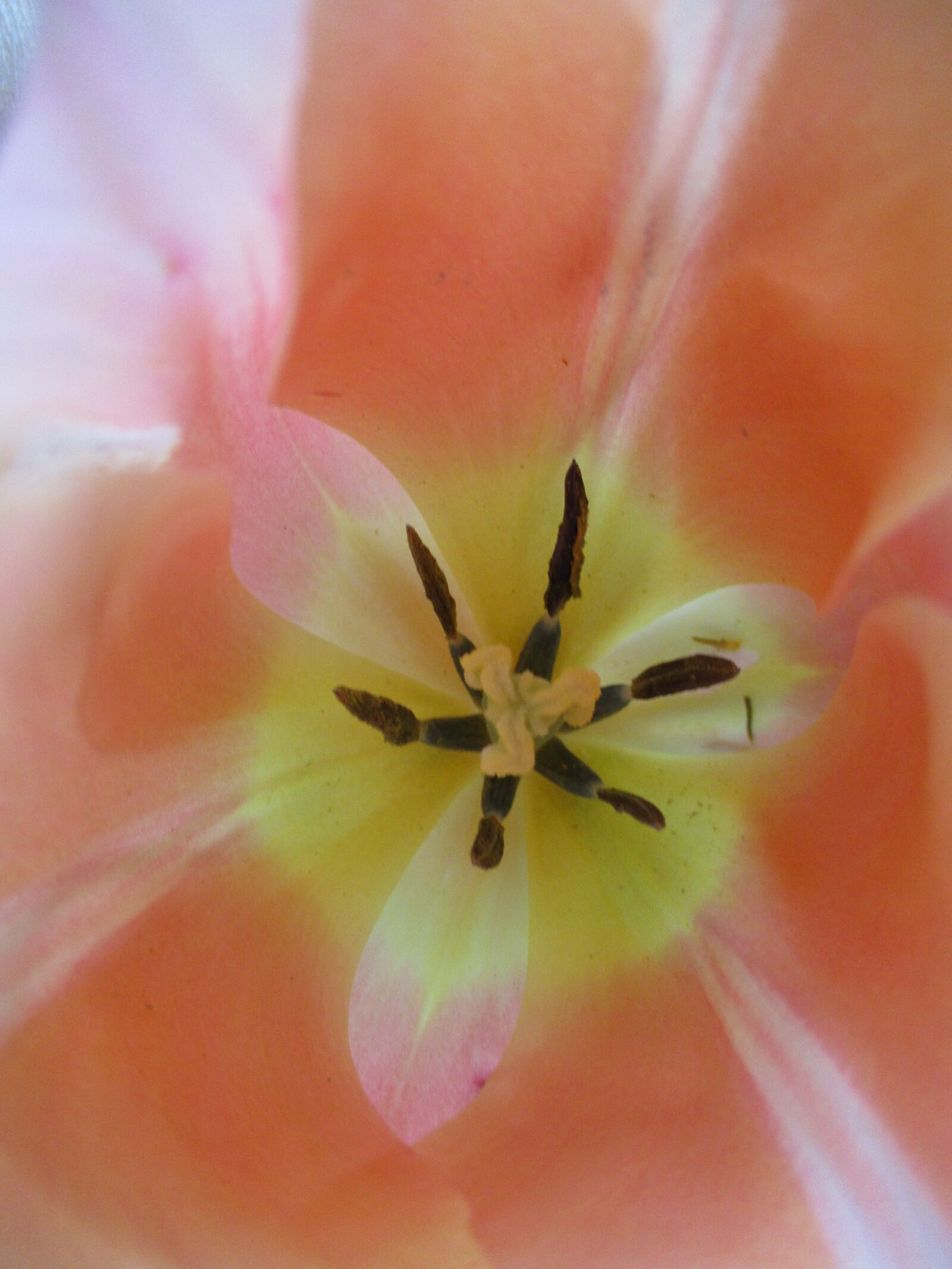 Canon PowerShot ELPH 180 (IXUS 175 / IXY 180) sample photo. Tulip, peach, flower photography