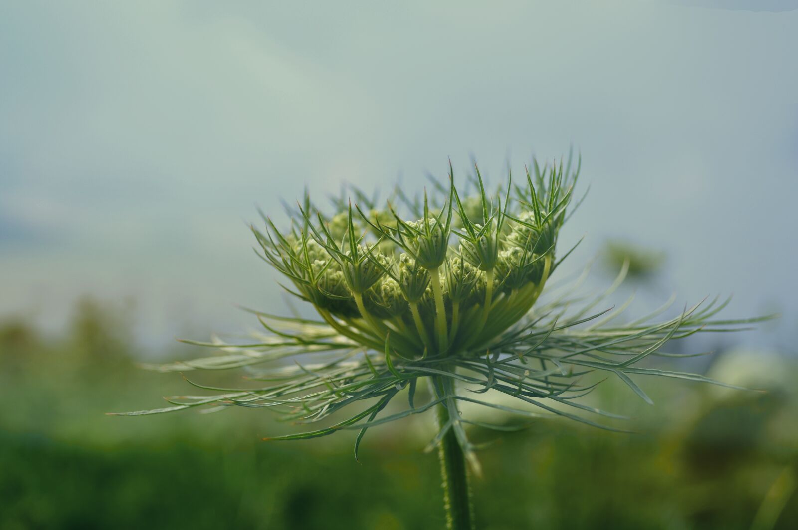 Nikon D3200 sample photo. Indonesia plant, carrot, garden photography