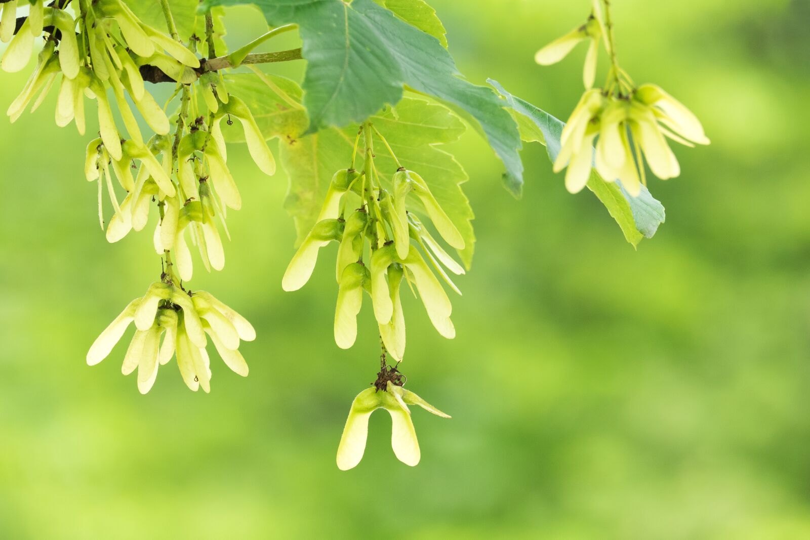 Leica V-Lux (Typ 114) sample photo. Maple, seeds, green photography