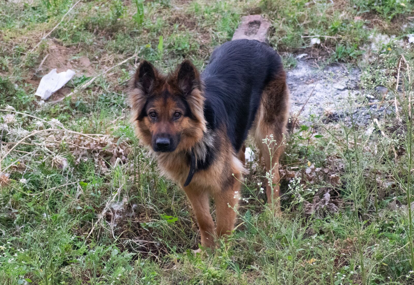 Nikon D3300 sample photo. Dog, pet, domestic photography