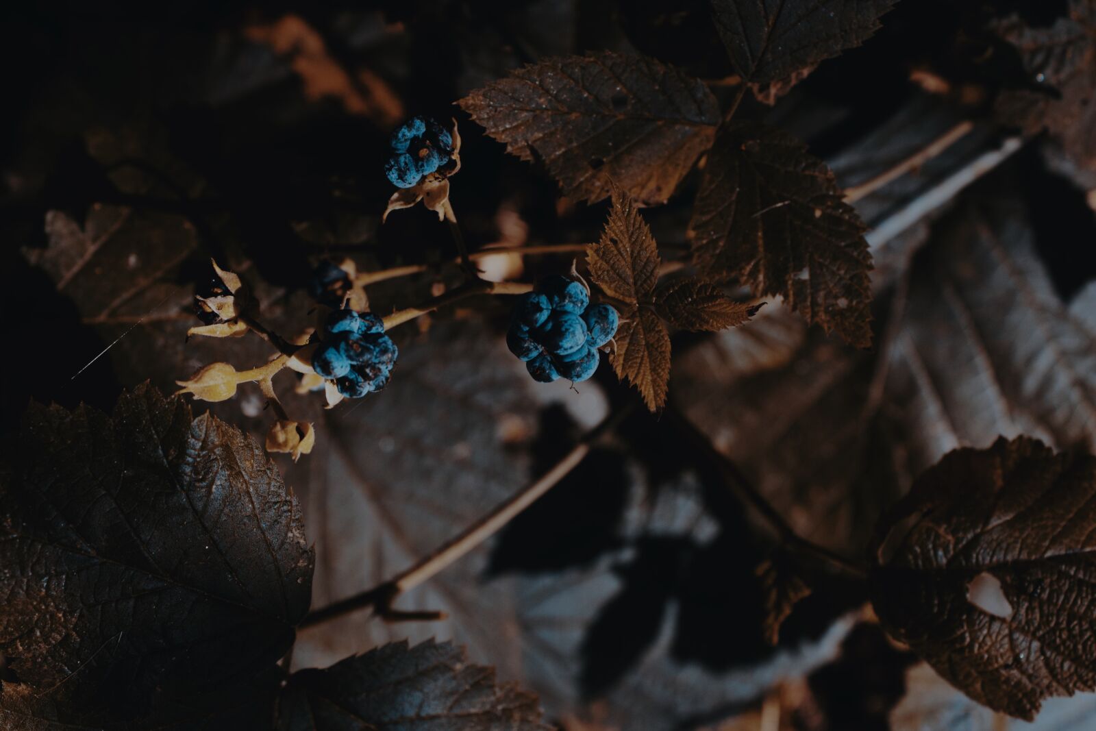 Canon EOS 2000D (EOS Rebel T7 / EOS Kiss X90 / EOS 1500D) sample photo. Forest, berry, blackberry photography