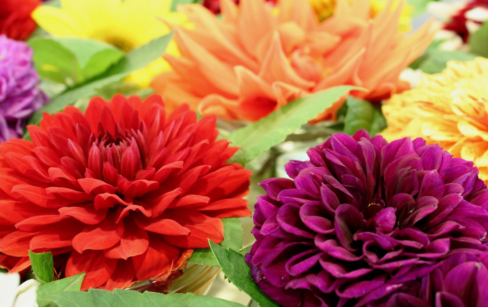 Canon EOS 600D (Rebel EOS T3i / EOS Kiss X5) sample photo. Dahlias, flowers, flower photography