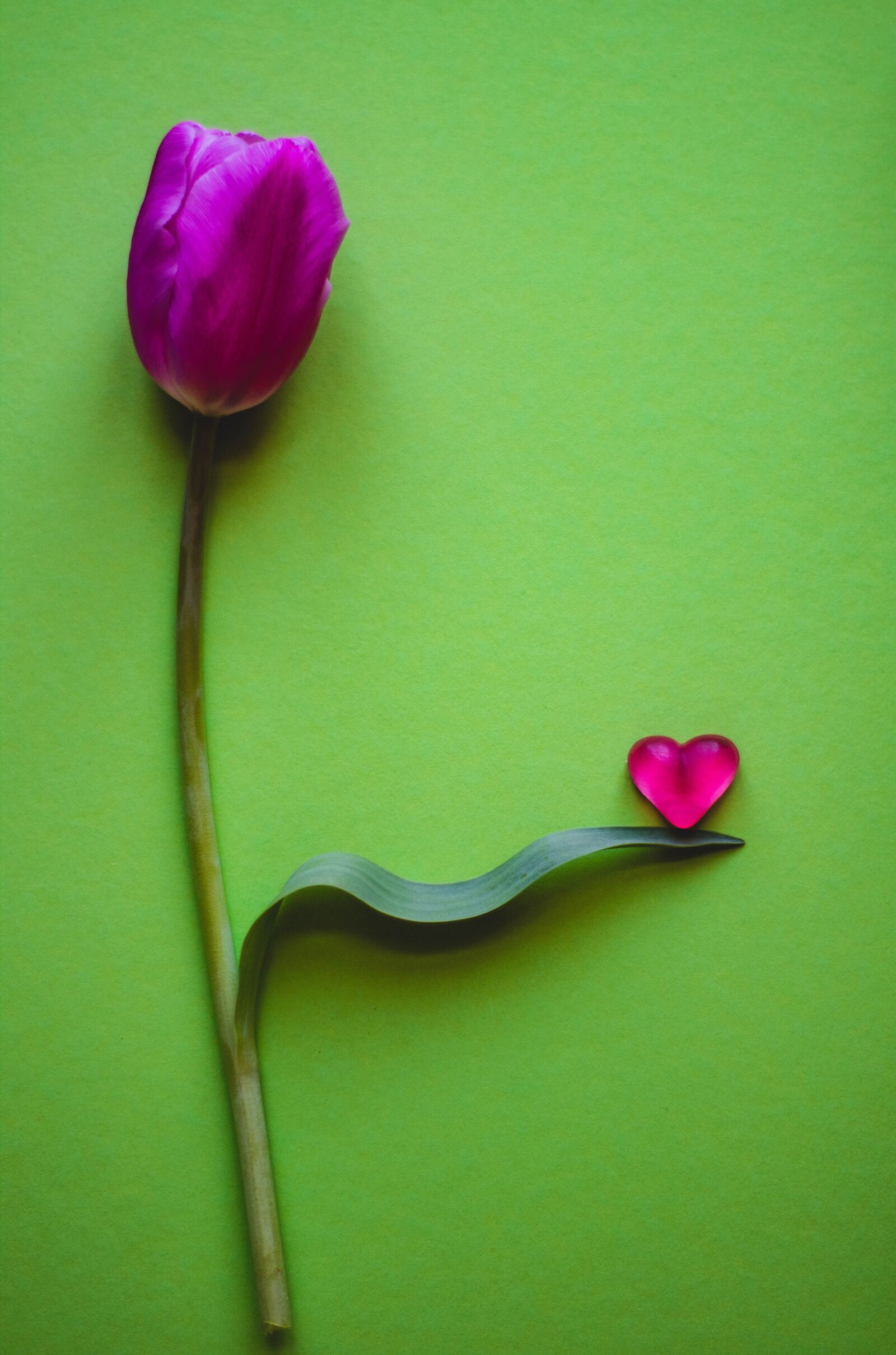 Canon EOS 1300D (EOS Rebel T6 / EOS Kiss X80) sample photo. Love for tulips, colorful photography